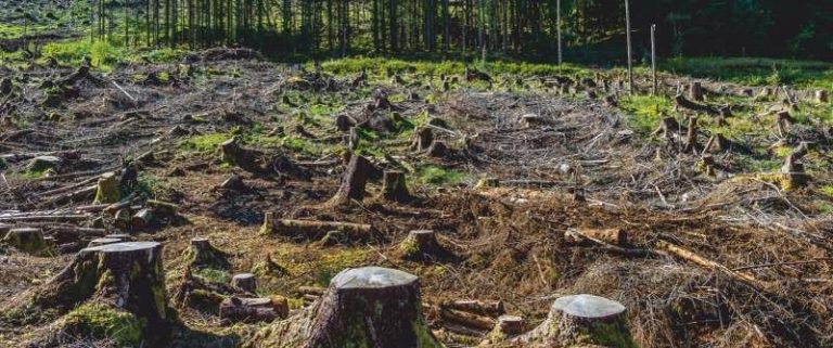Waldverlust durch Kiesabbau – Wirklich kein Thema für Egelsbach?